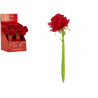 PENNA RED ROSE